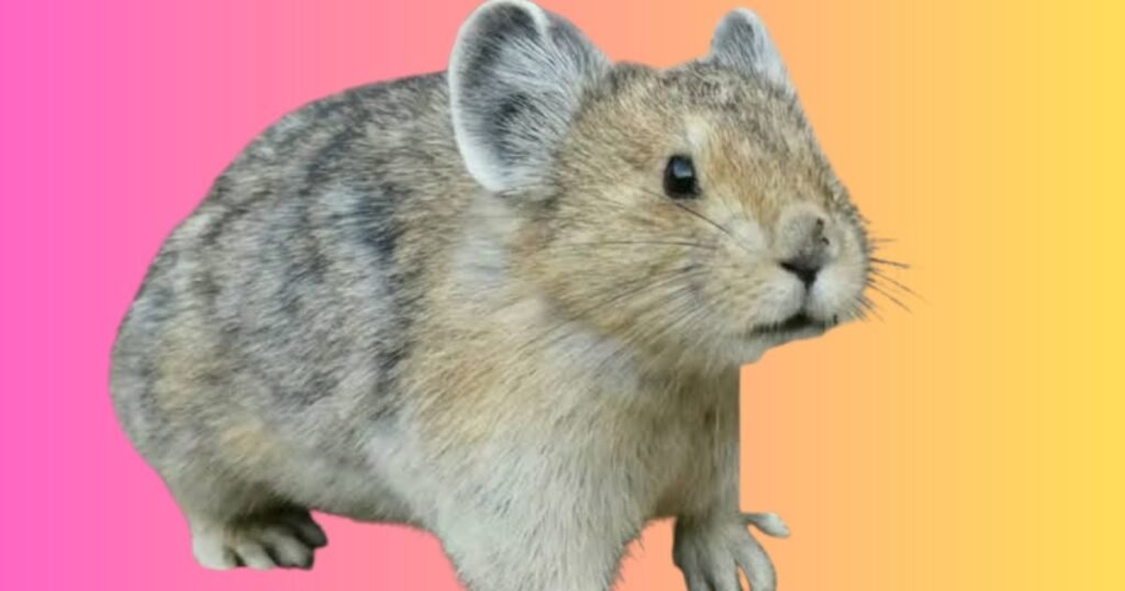 What Animals Look Like Groundhogs?