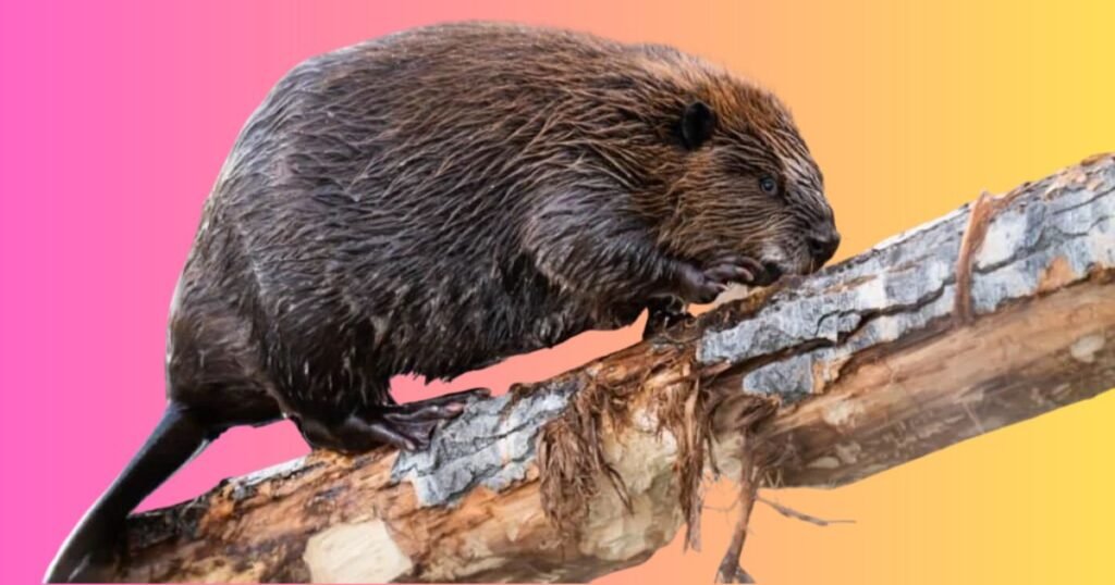 beavers